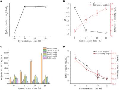 Fermentation improves antioxidant capacity and γ-aminobutyric acid content of Ganmai Dazao Decoction by lactic acid bacteria